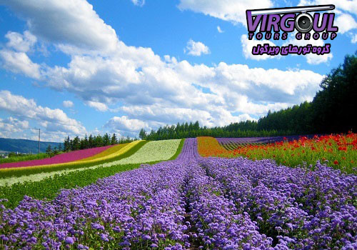 دالات هوشی مین